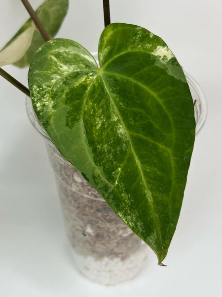 Anthurium Black Sweet X Silver Hope Variegated XL -21