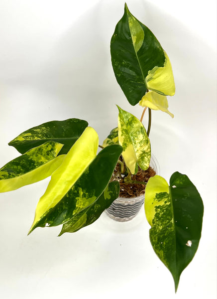 Philodendron Burlemarx Variegated - C