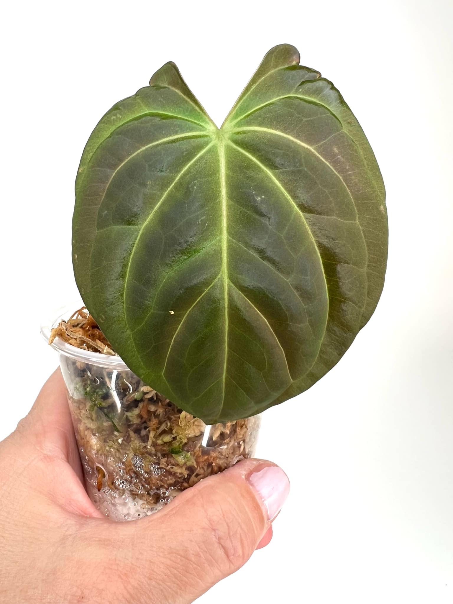 Anthurium Fortsherman x AOS - 8