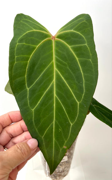 Anthurium Red of Java (NON-ACCLIMATÉ)