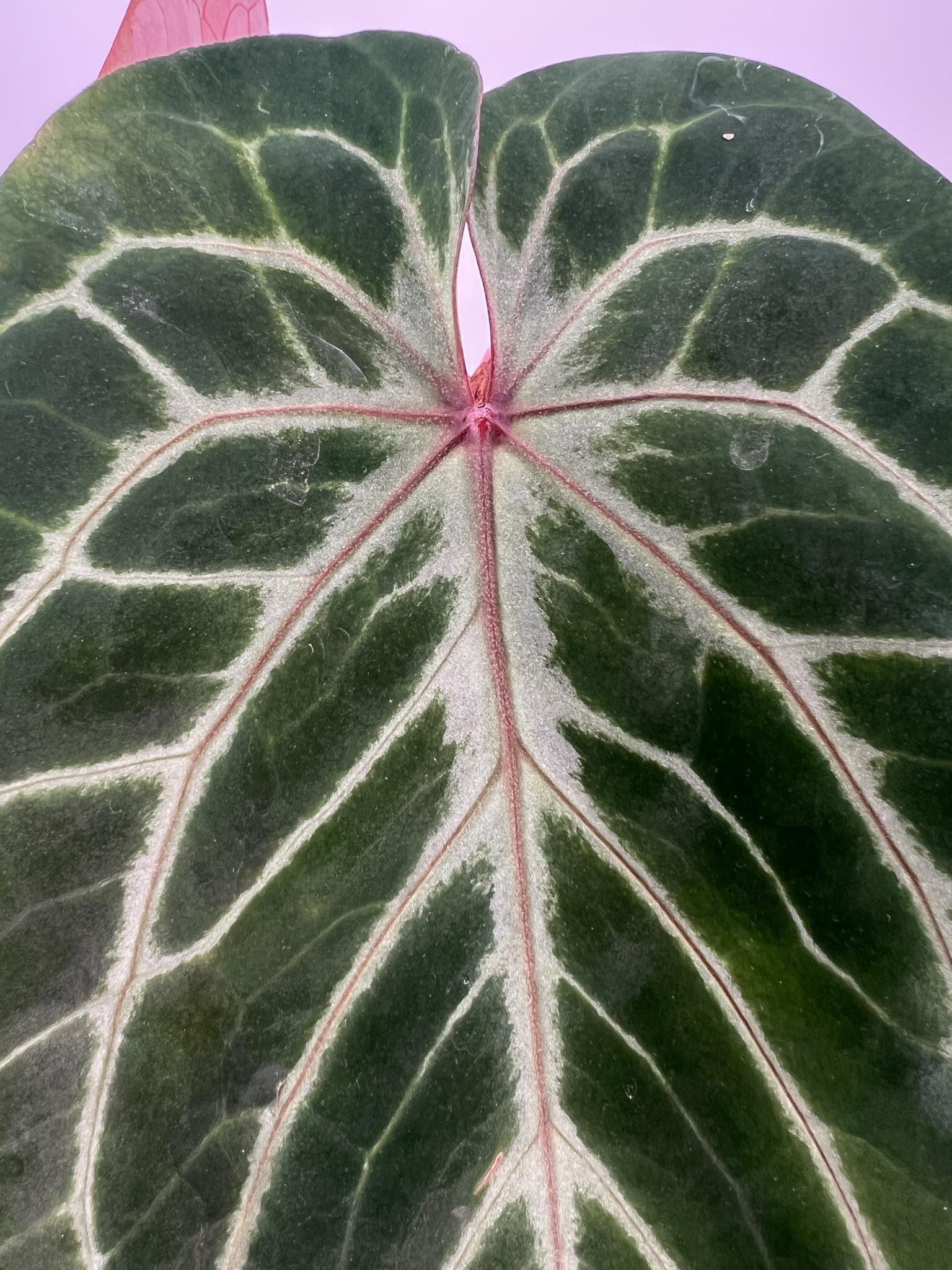 Anthurium KOS X Red Crystallinum (BOTTOM CUT) - T