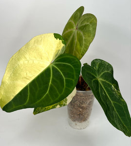 Anthurium Black Sweet X Silver Hope Variegated XL -21