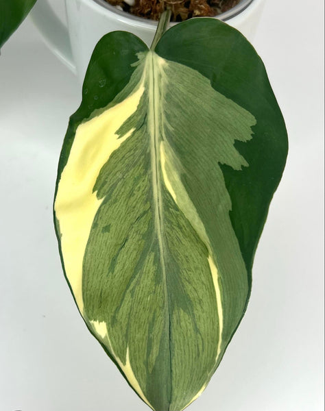Philodendron Hederaceum Rio XL - 14