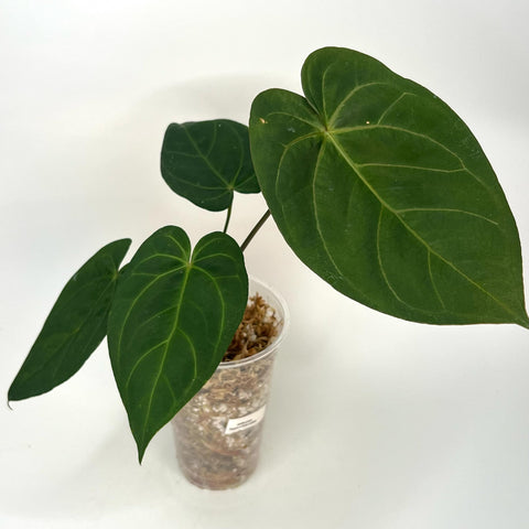 Anthurium Byson X Blue Ocean XL - 19