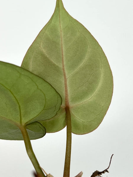 Anthurium Hoffmanii red sinus X Silver Hope - 1A