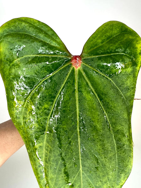 Anthurium Portillae X Red Spider - PORT 1