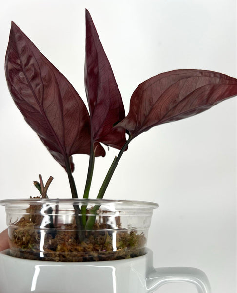 Syngonium Red Arrow (erythrophyllum Llano-Carti Road) - 1