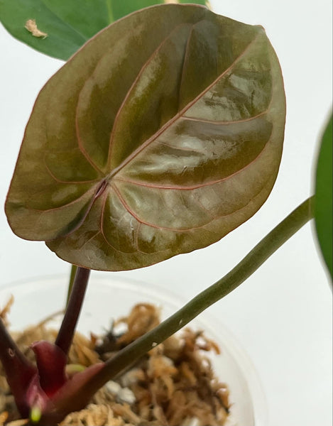 Anthurium Goliath X Red Spider L- 18