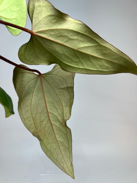 Anthurium Papi X Portillae XXL (NON-ACCLIMATÉ)