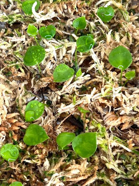 Anthurium AOS X Dressleri SEEDS