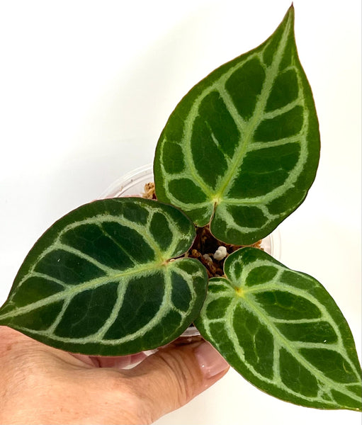 Anthurium king of Spades (KOS) X Red Crystallinum (NON-ACCLIMATÉ)