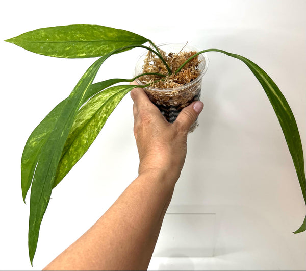 Anthurium Vittariflorum Variegated L (NON-ACCLIMATÉ)