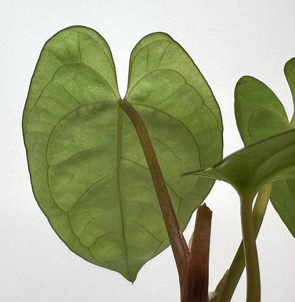 Anthurium Goliath x Red Spider - 4