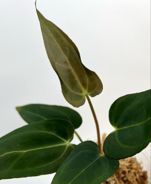 Anthurium Blue Papi X Red Spider (Black Spider) XL (NON-ACCLIMATÉ)