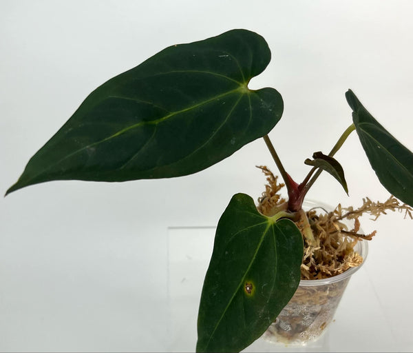 Anthurium Blue Papi X Red Spider (Black Spider) - 13