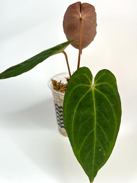 Anthurium Byson - 13