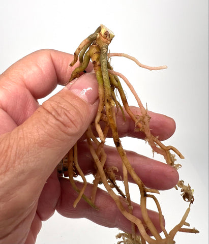 Anthurium Green Spider x Magnificum (enclosed sinus) (BOTTOM CUT) - W