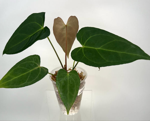 Anthurium Fortsherman X AOS XL - 12