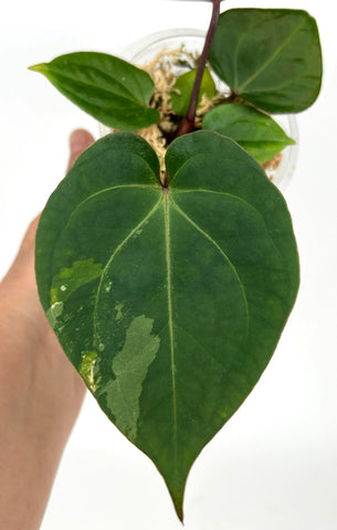 Anthurium King of Spades (KOS) round form - U