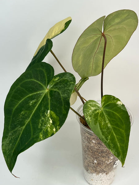 Anthurium Black Sweet X Silver Hope Variegated XL -21