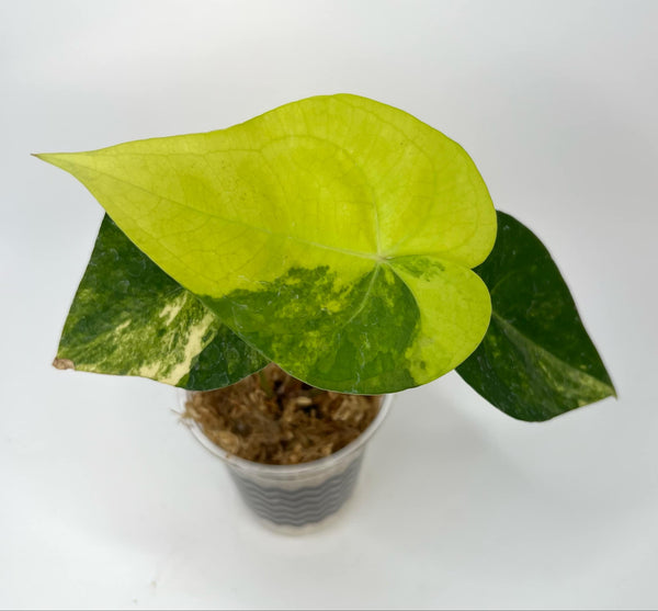 Anthurium Clarinervium Variegated (NON-ACCLIMATÉ)