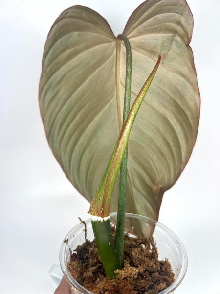 Philodendron Glorious XL - 10