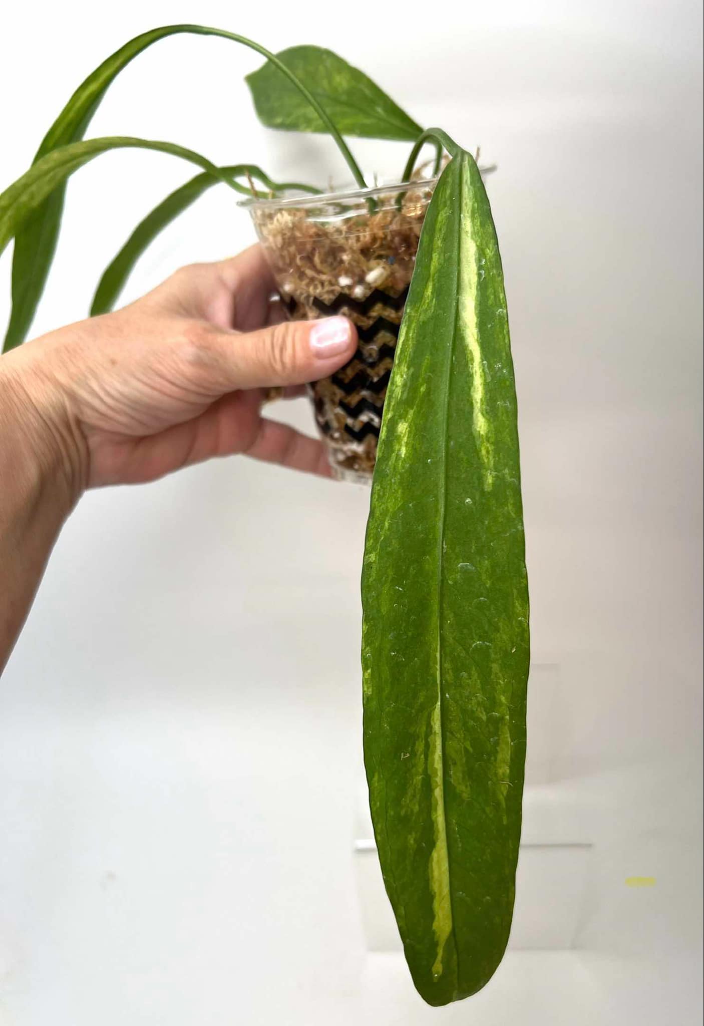 Anthurium Vittariflorum Variegated L (NON-ACCLIMATÉ)