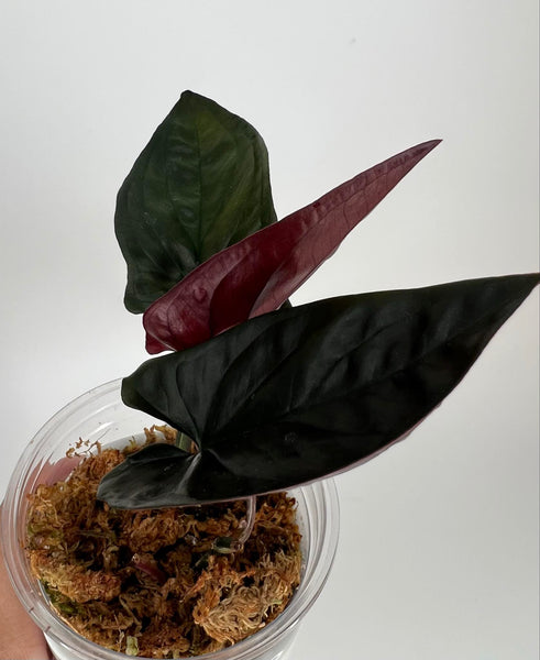 Syngonium Red Arrow (erythrophyllum Llano-Carti Road) - 1