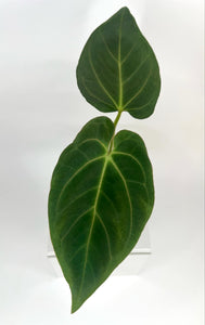 Anthurium Pangrango - 11