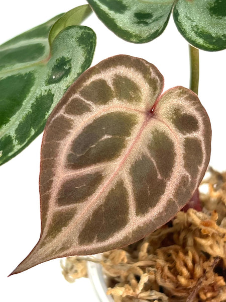 Anthurium KOS X Red Crystallinum - 7A